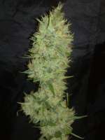 An image of White Label Jack Herer