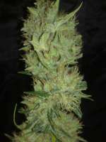 An image of White Label Jack Herer