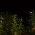 An image of White Widow
