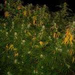 An image of White Widow