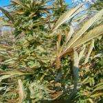 An image of White Widow
