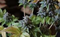 White Widow: strain page photo, credit seedfinder.eu, copyright status shown with credit copyright unverified