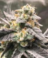 Eternal Purple archive 2