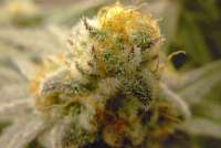 Eternal Purple archive 4