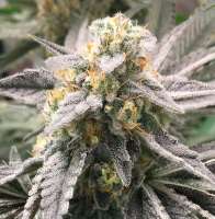 Eternal Purple archive 1