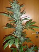 Afgan Kush archive 3