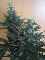 Afgan Kush archive 4