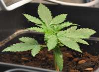 Afgan Kush Ryder archive 3