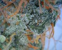 Afgan Kush Ryder archive 1