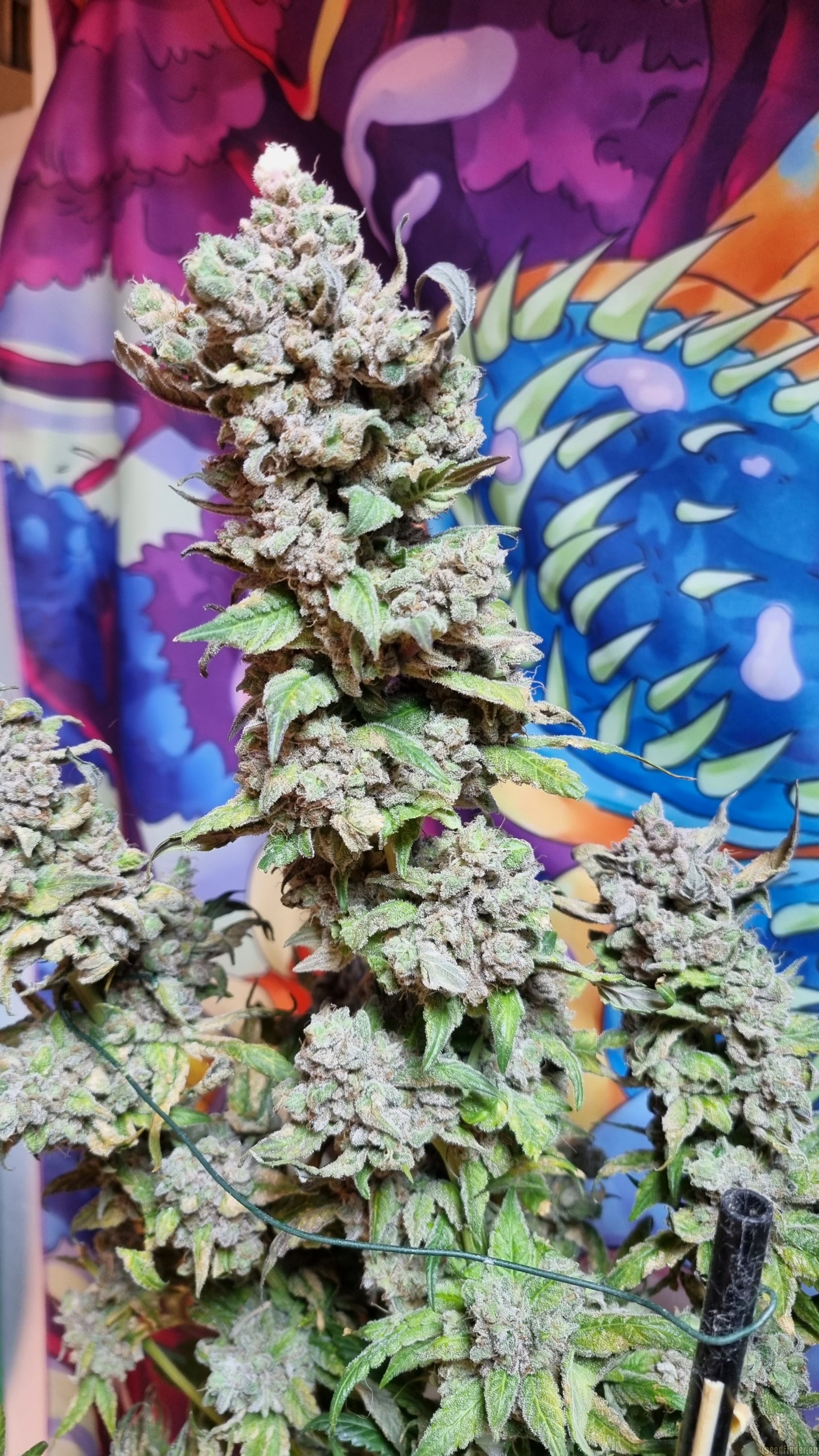 Afgan Kush x Black Domina