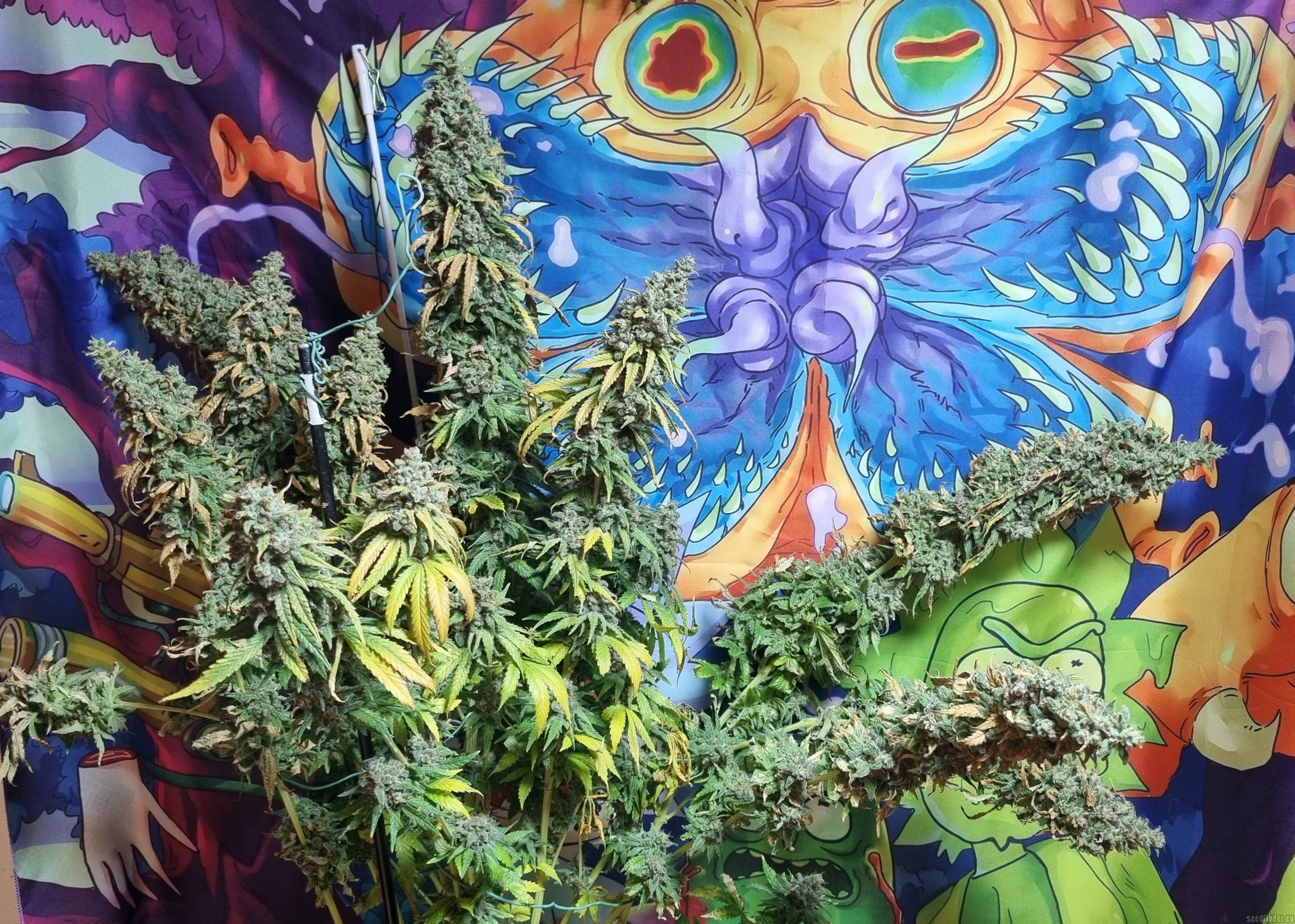Afgan Kush x Black Domina