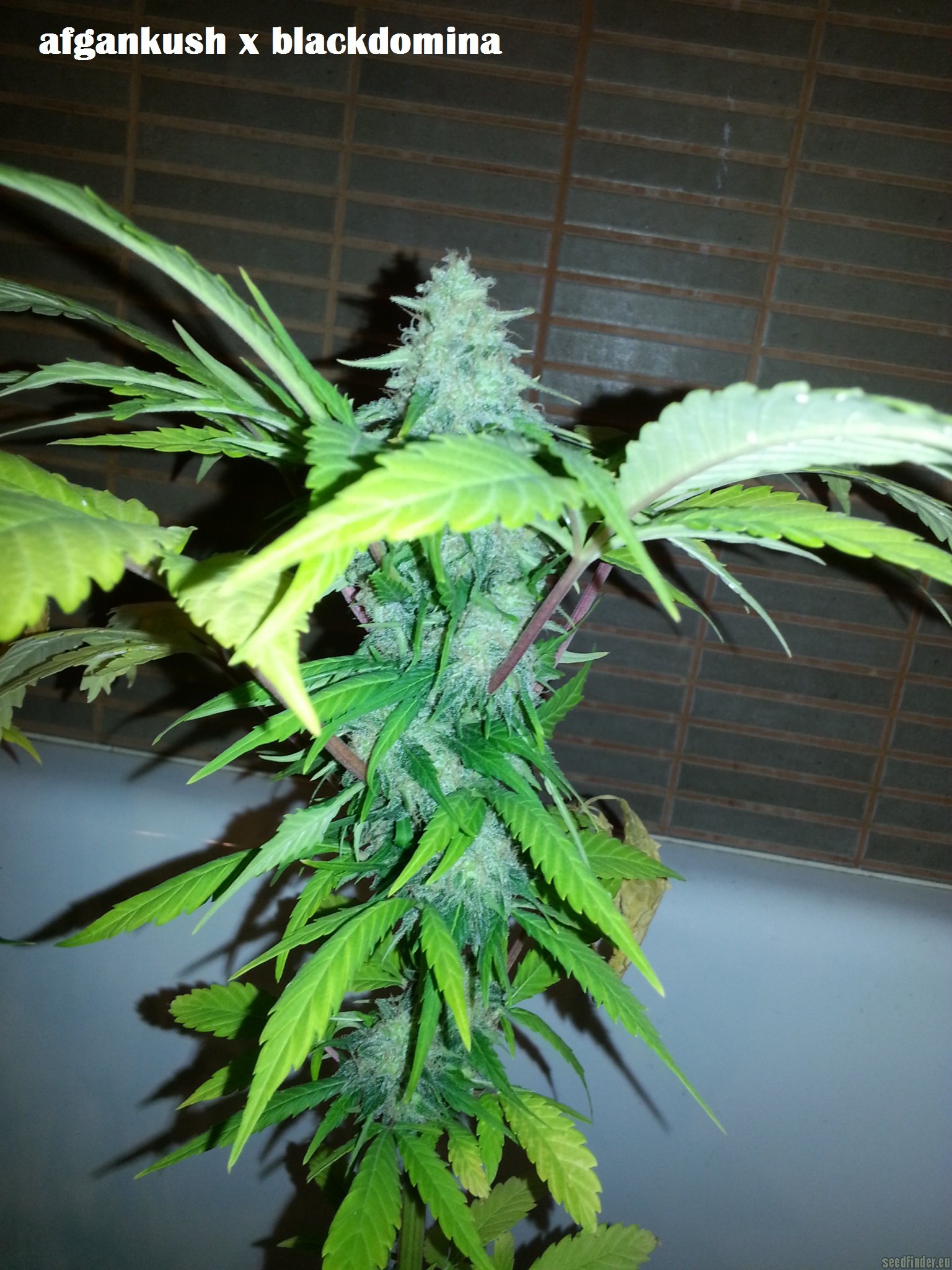 Afgan Kush x Black Domina
