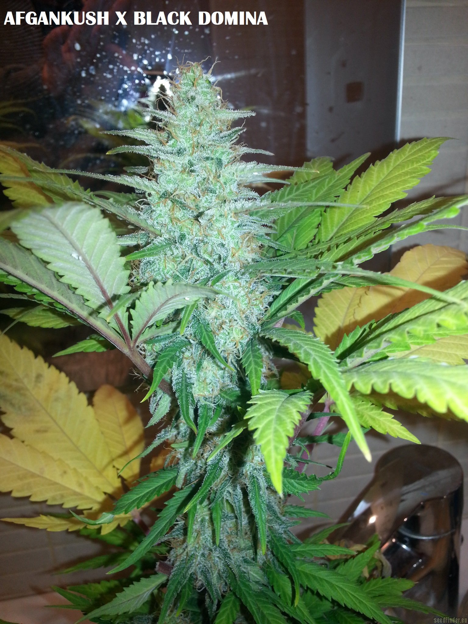 Afgan Kush x Black Domina