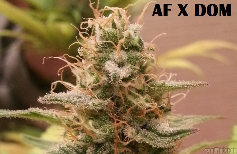 Afgan Kush x Black Domina