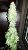 An image of Afgan Kush x Black Domina