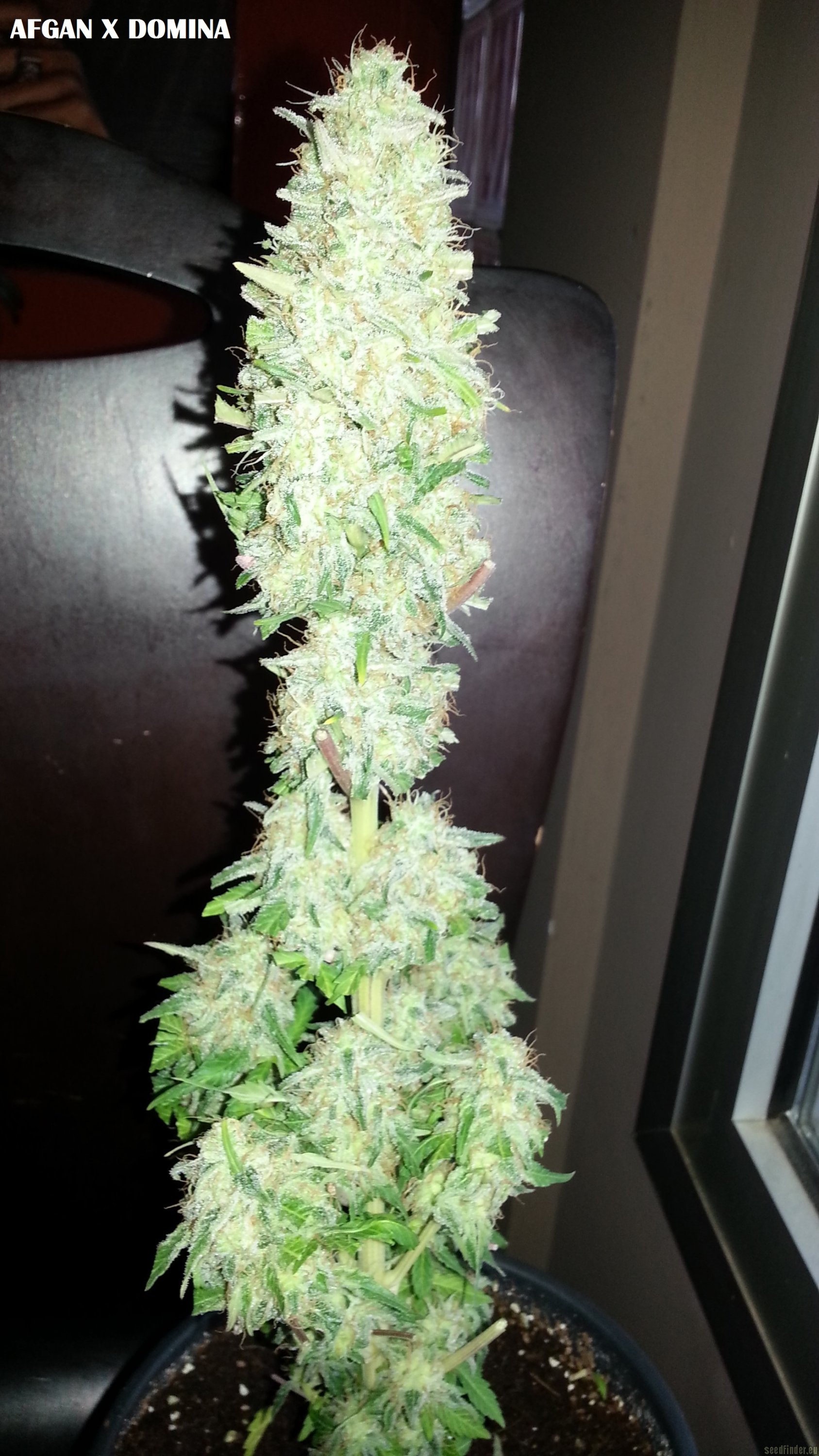 Afgan Kush x Black Domina