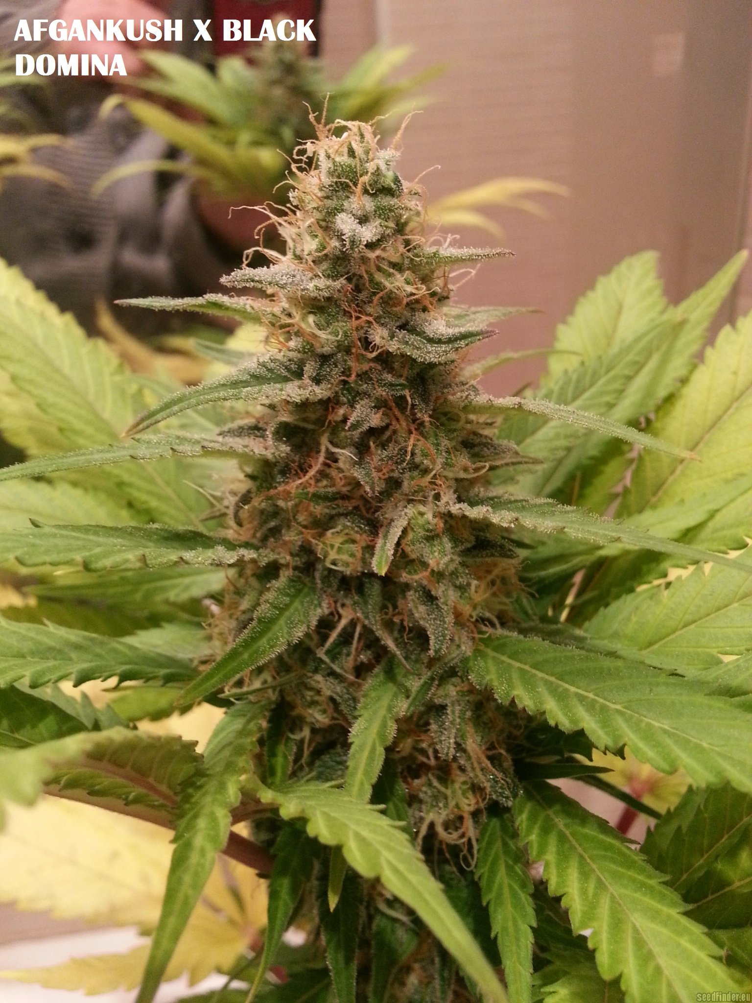 Afgan Kush x Black Domina
