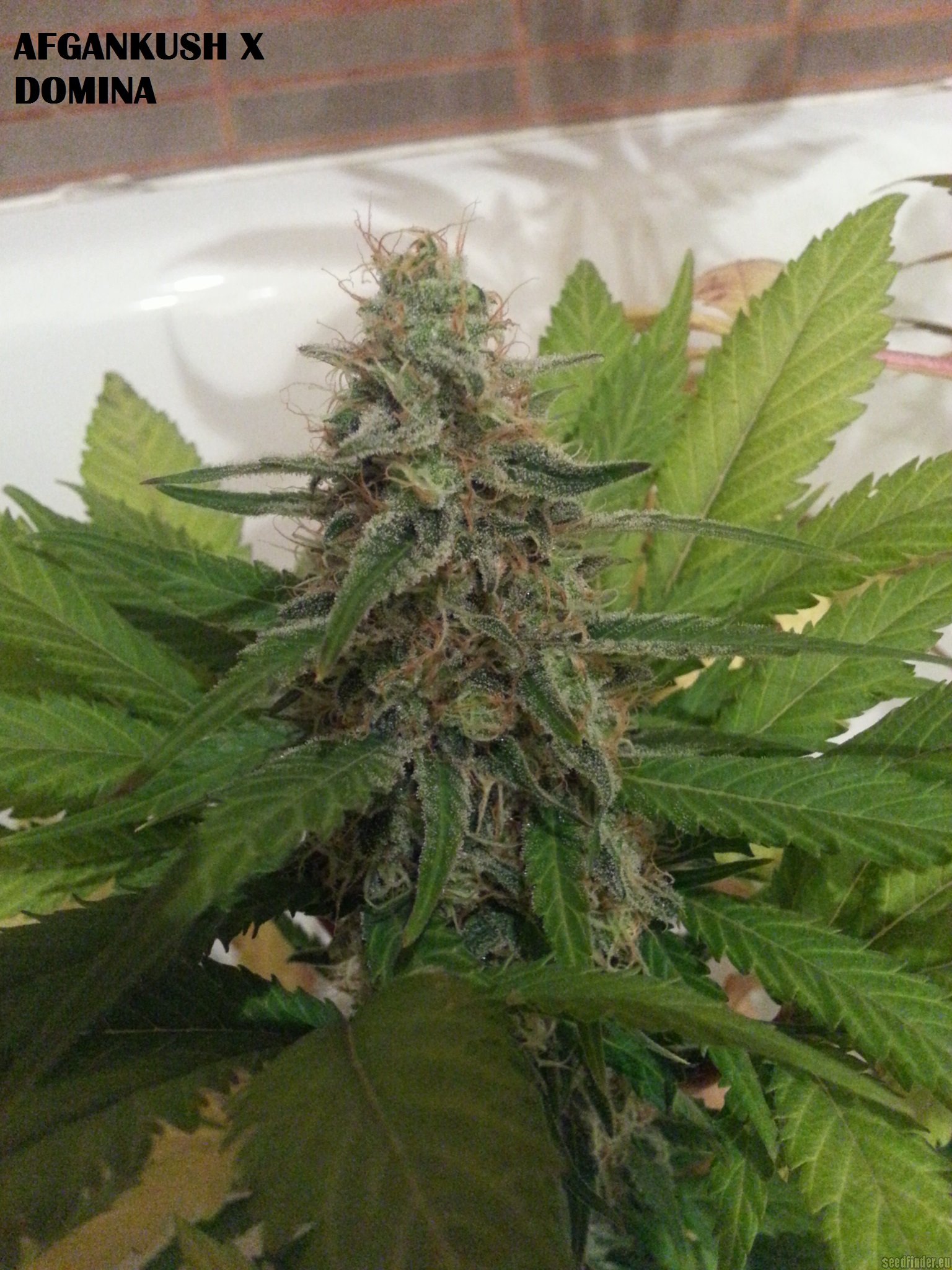 Afgan Kush x Black Domina
