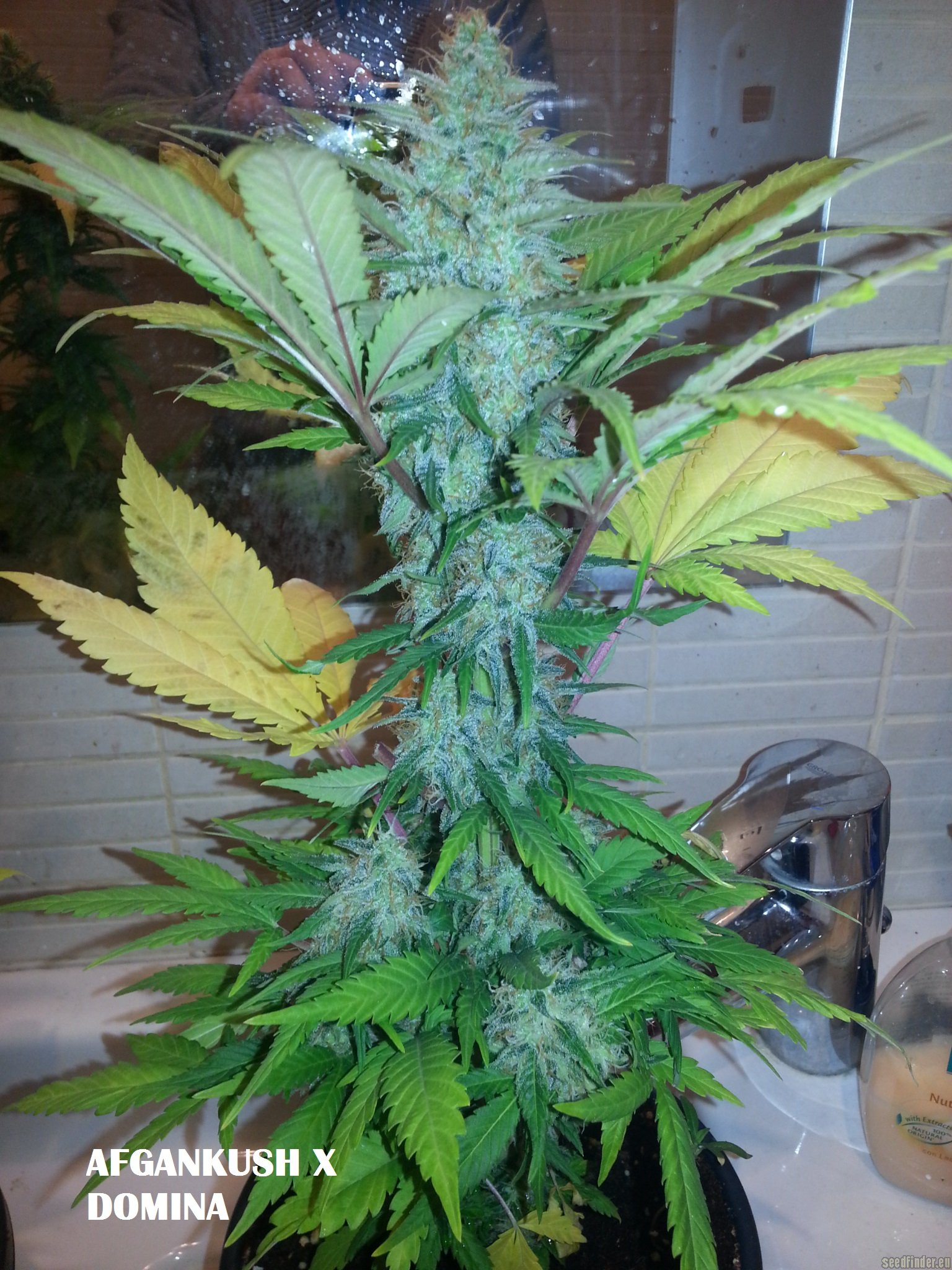 Afgan Kush x Black Domina