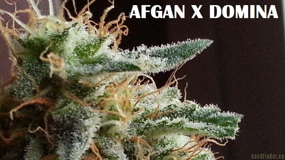 Afgan Kush x Black Domina