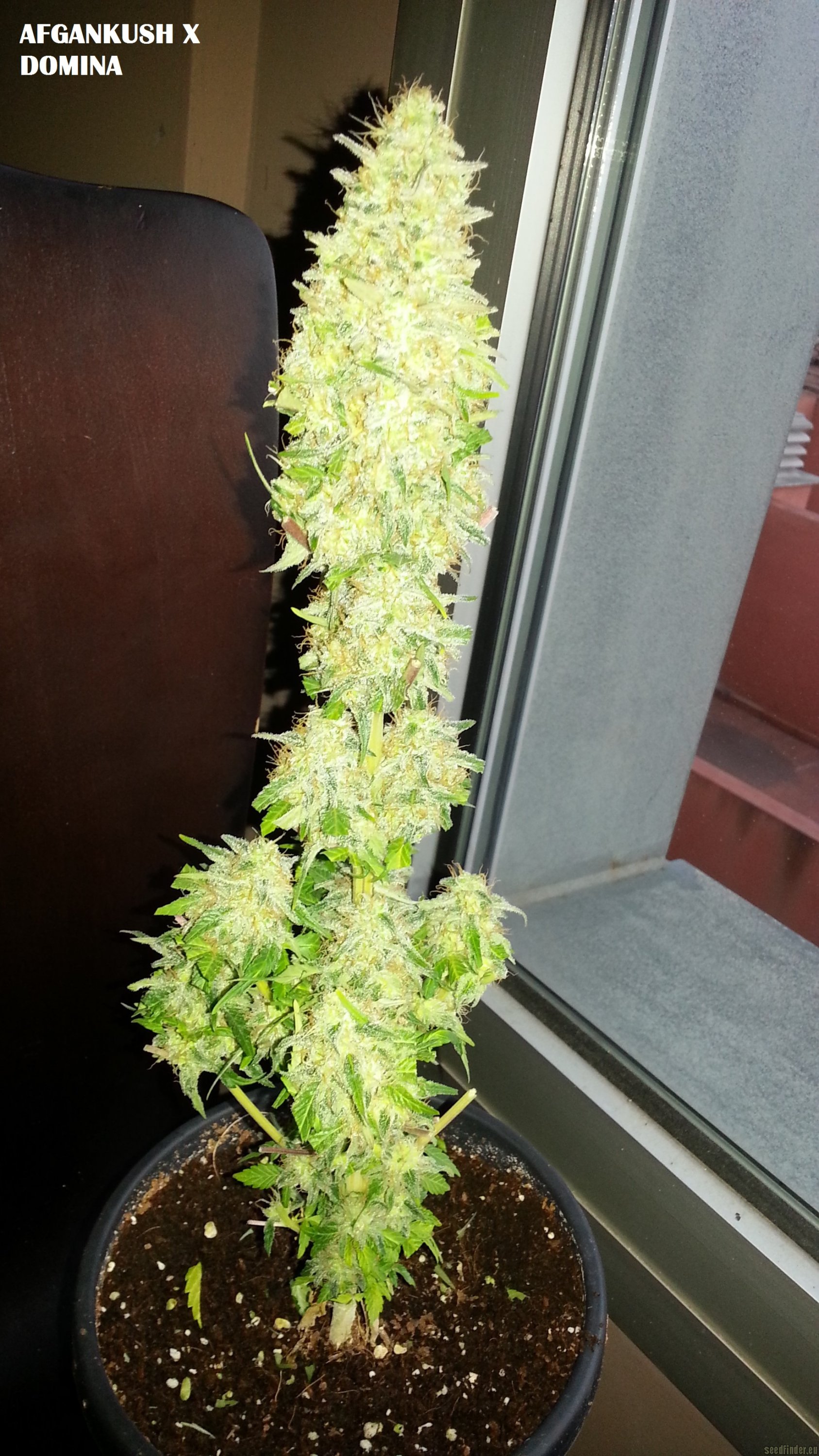 Afgan Kush x Black Domina