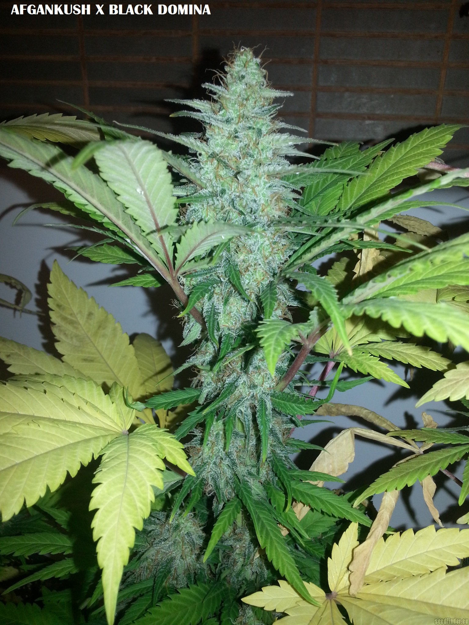 Afgan Kush x Black Domina