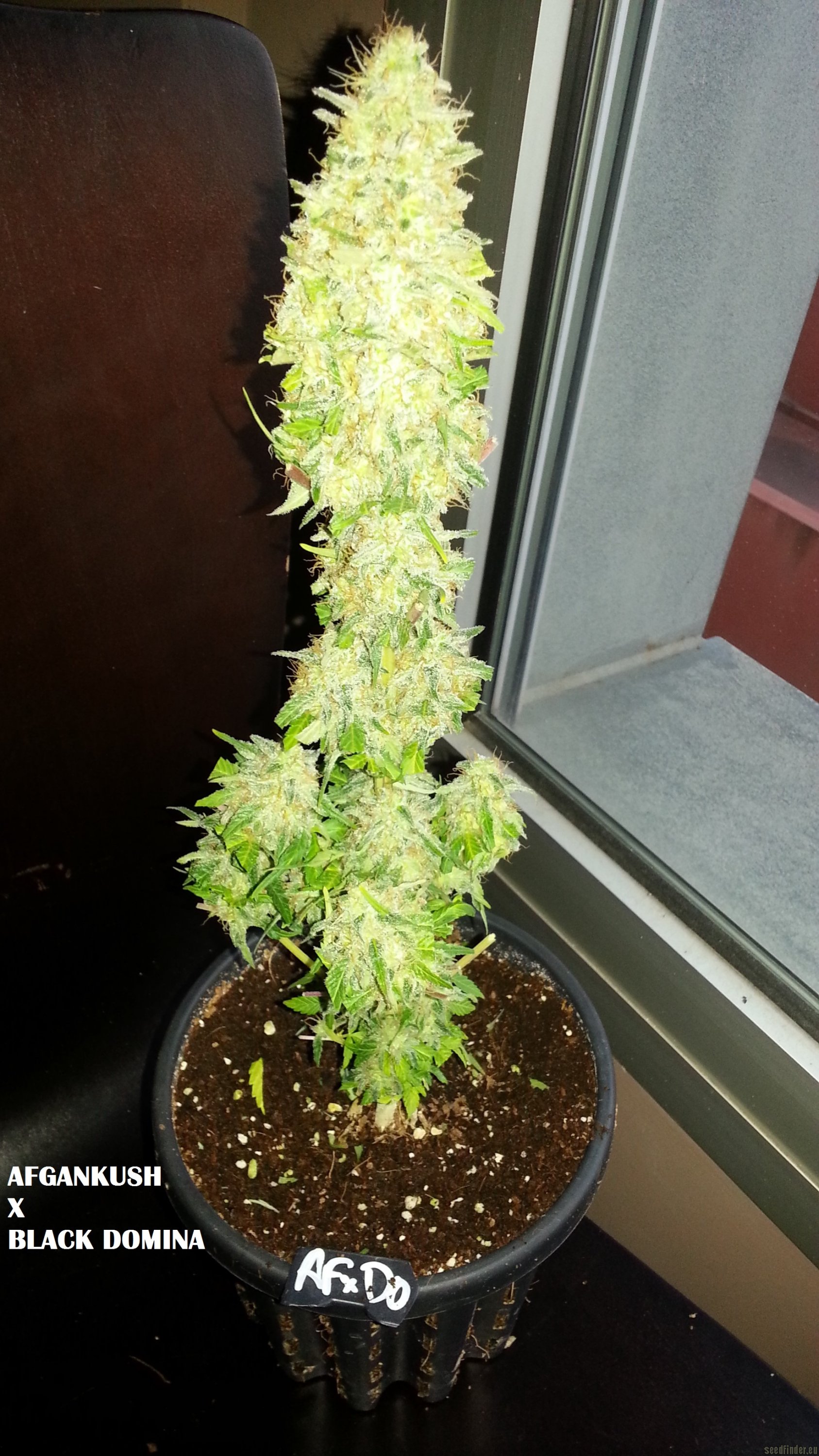 Afgan Kush x Black Domina