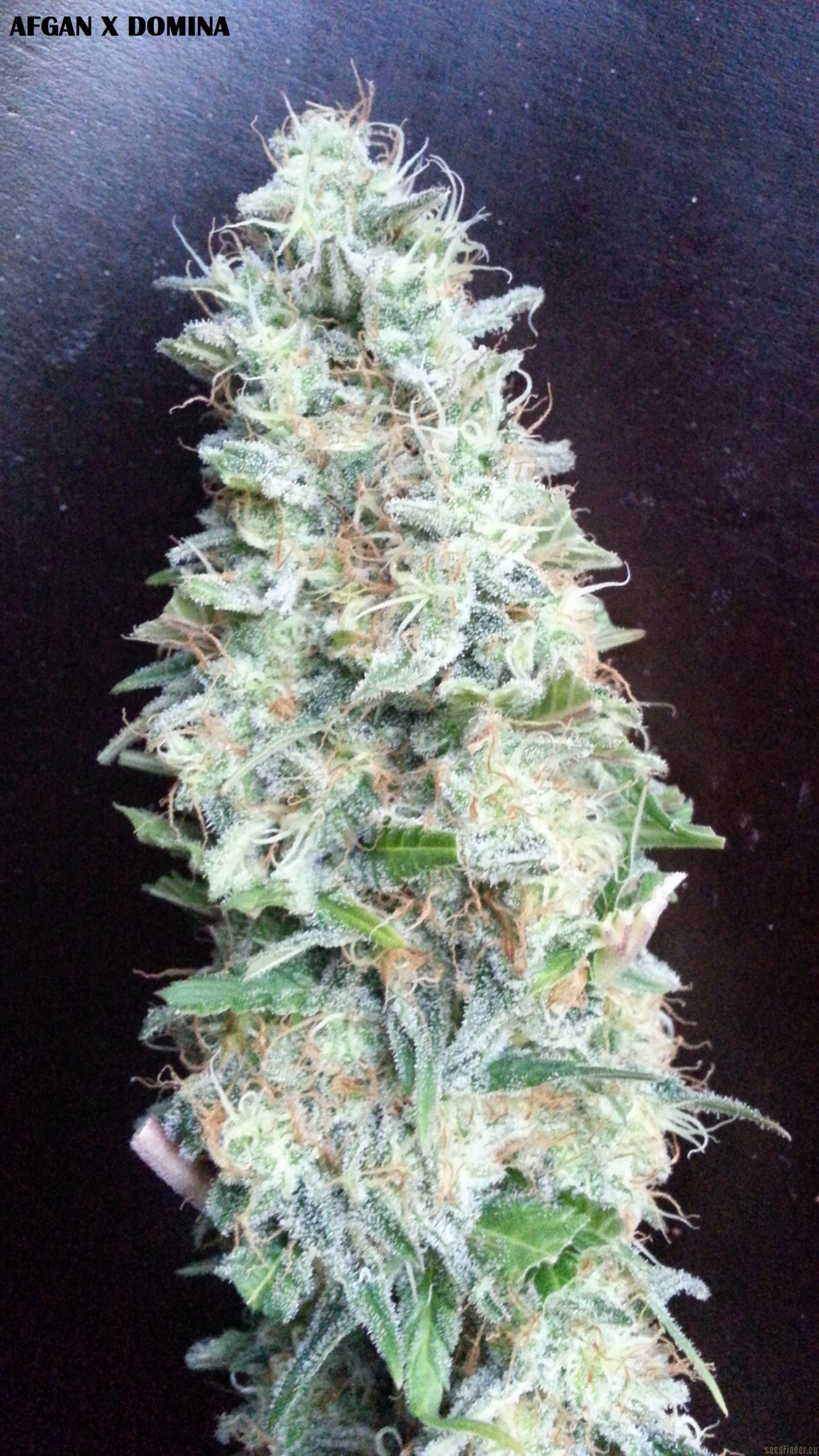 Afgan Kush x Black Domina