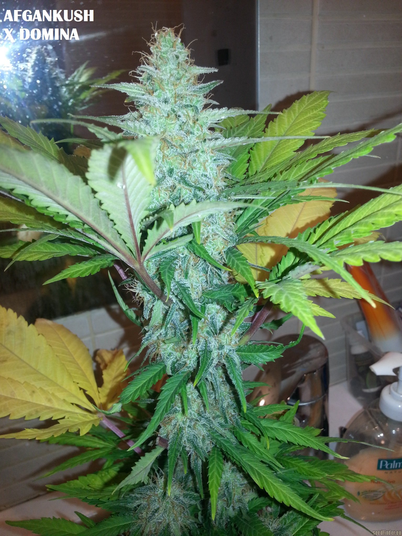 Afgan Kush x Black Domina