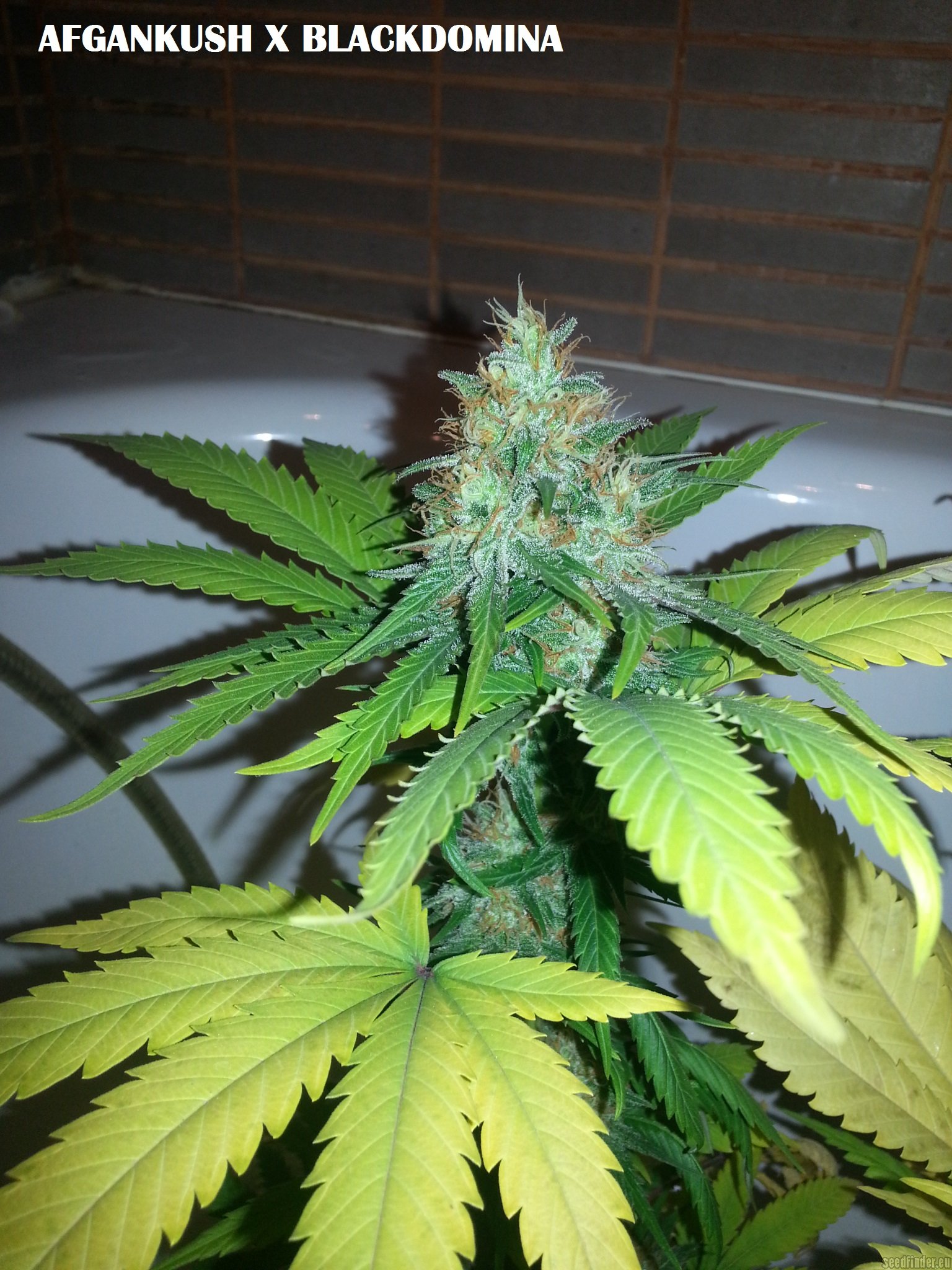 Afgan Kush x Black Domina