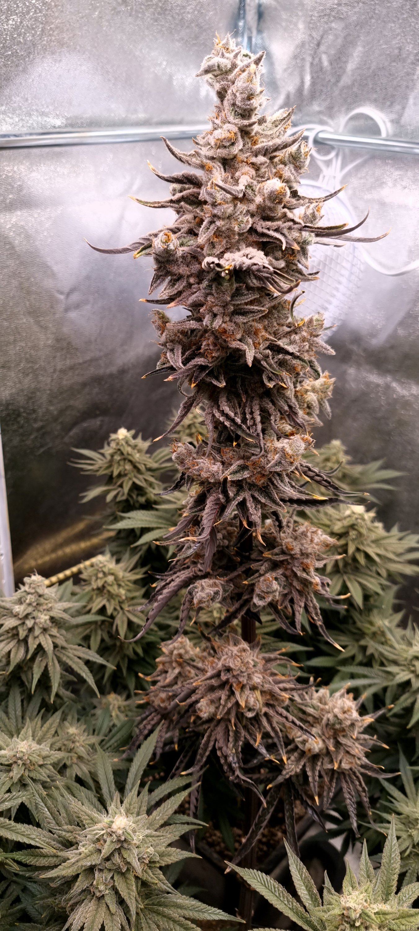 Afgan Kush x Black Domina