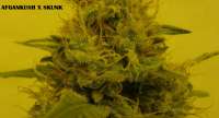 An image of Afgan Kush x Skunk