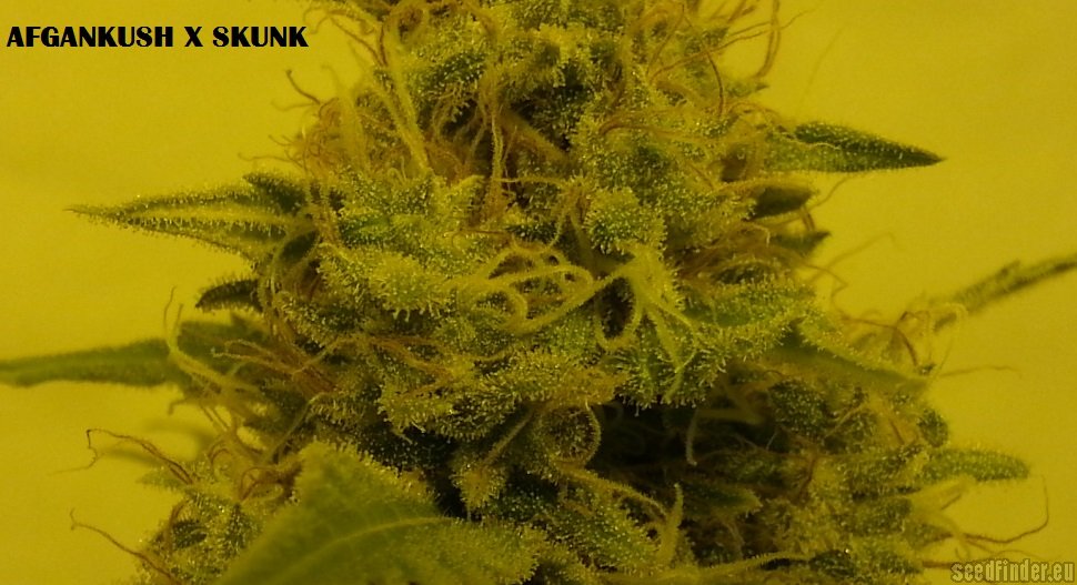 Afgan Kush x Skunk