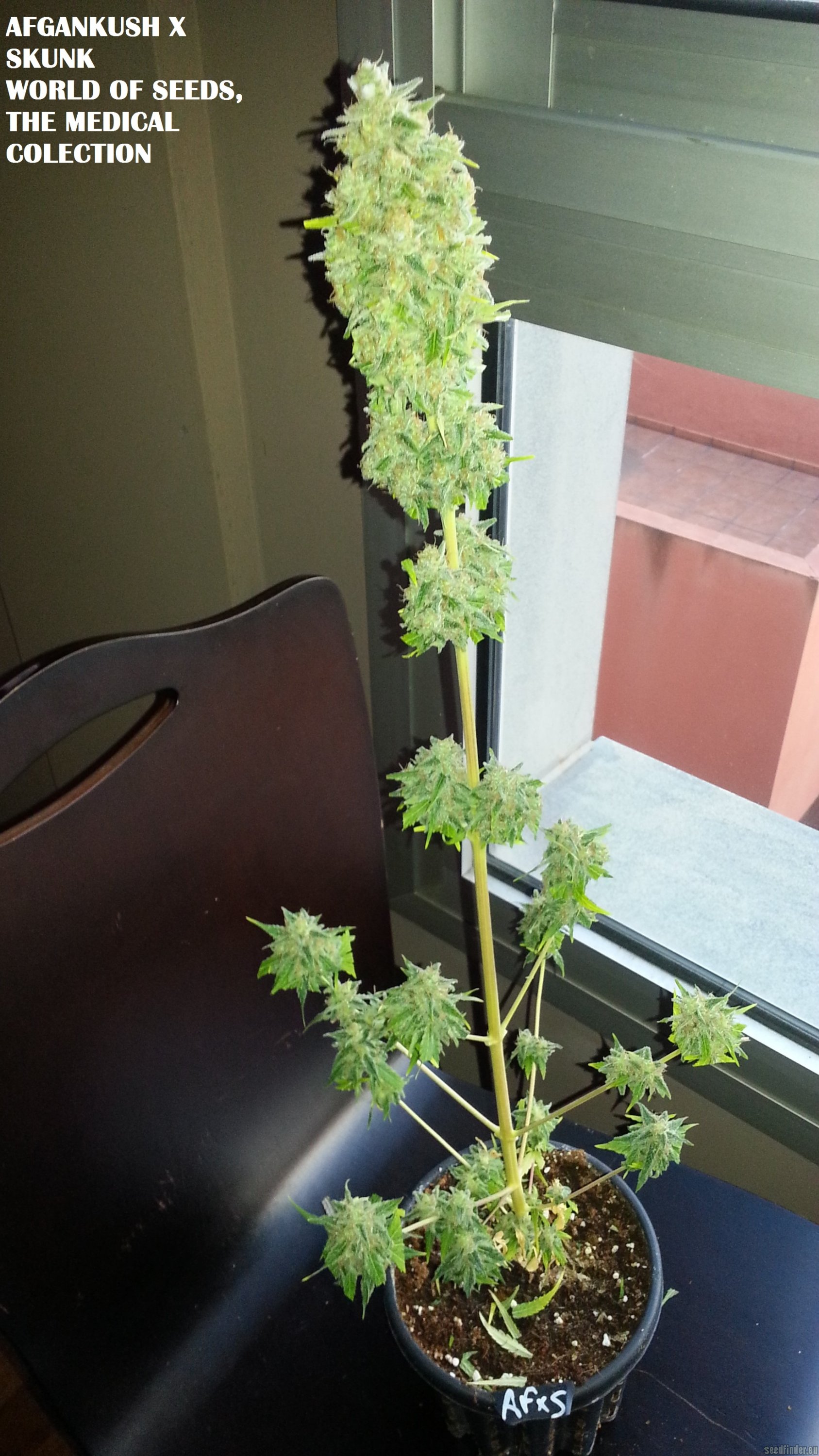 Afgan Kush x Skunk