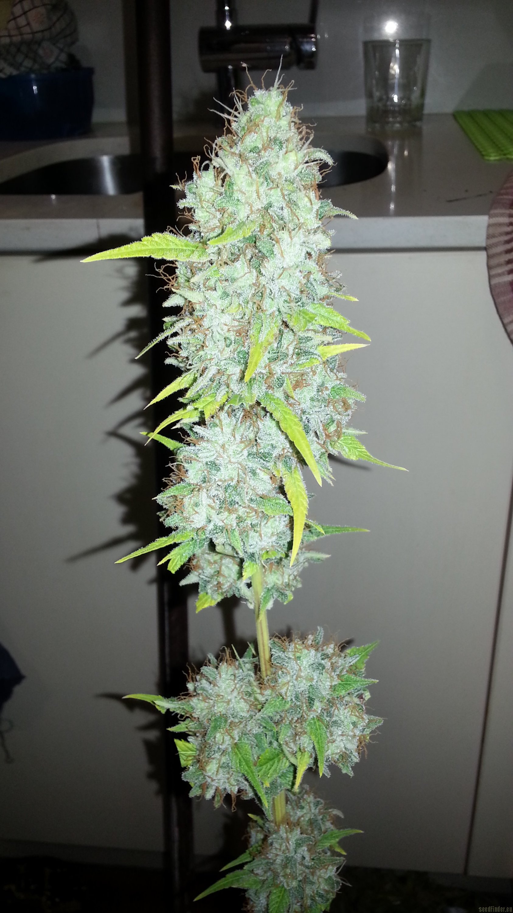 Afgan Kush x Skunk