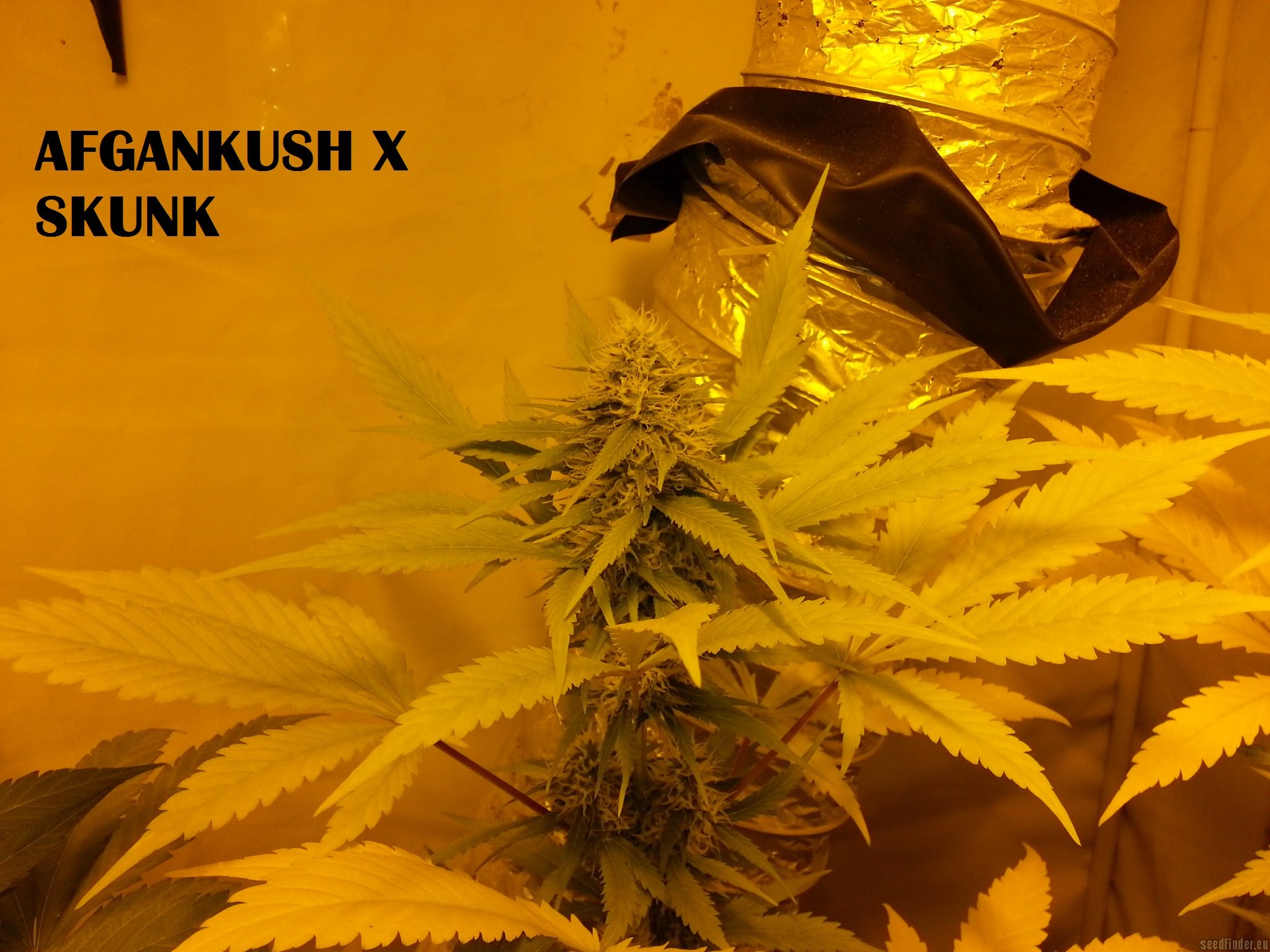 Afgan Kush x Skunk