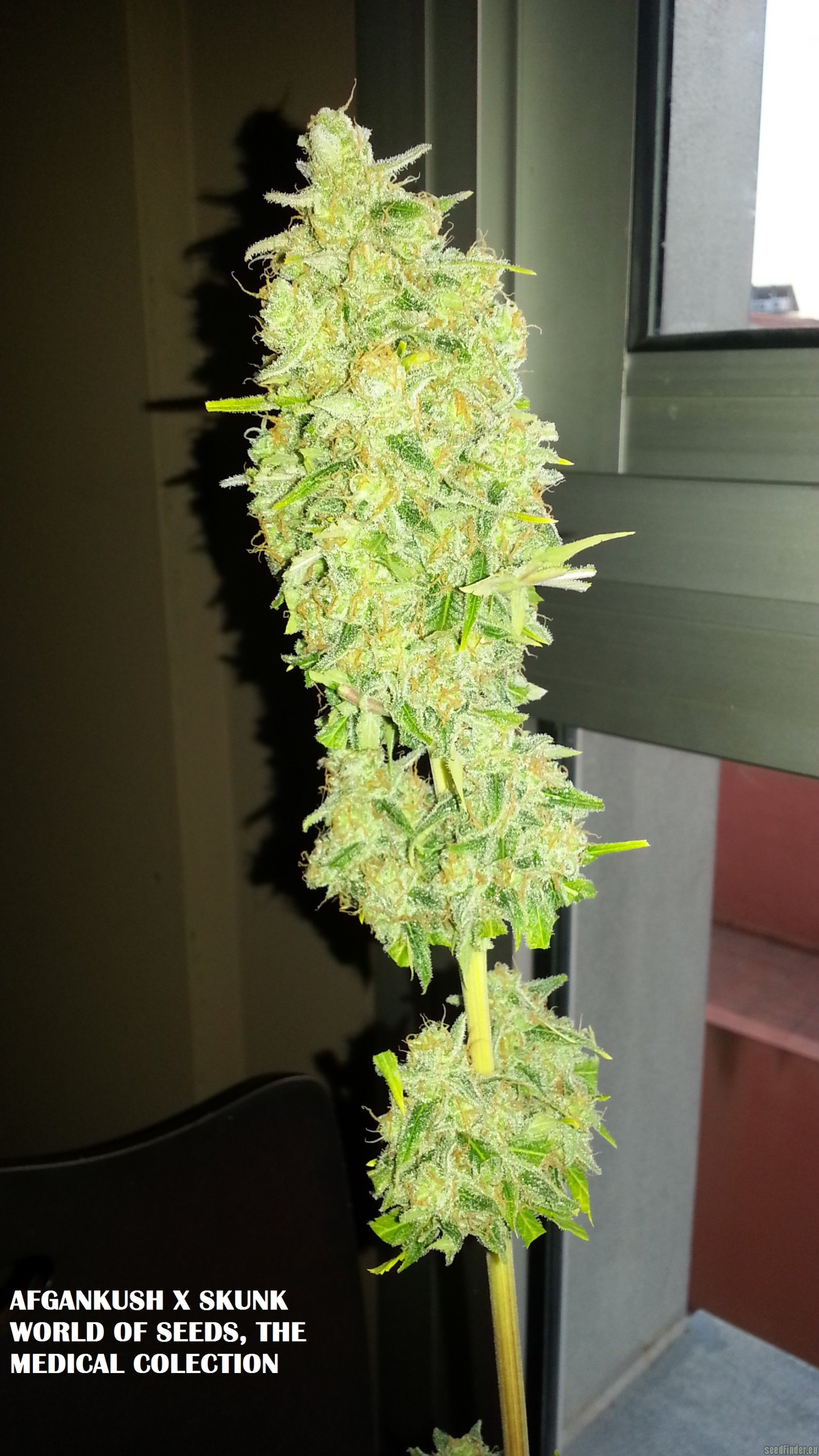 Afgan Kush x Skunk