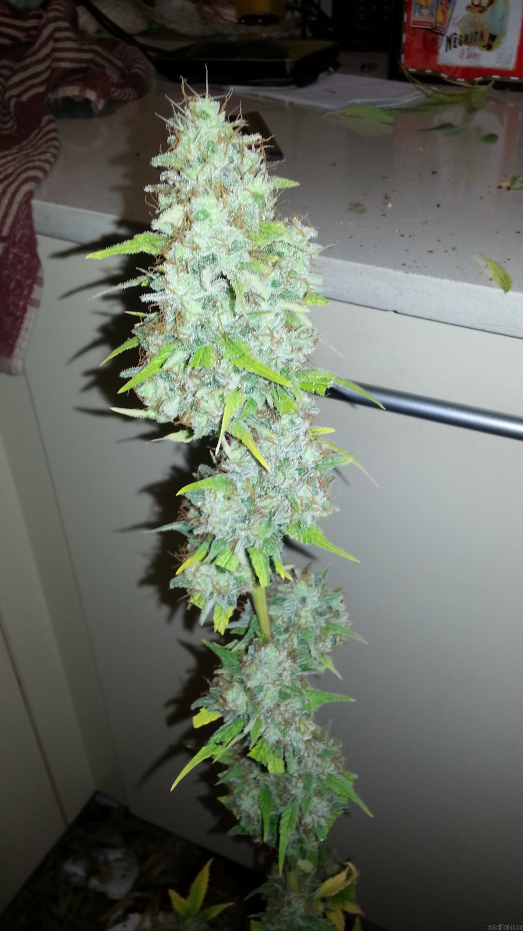 Afgan Kush x Skunk