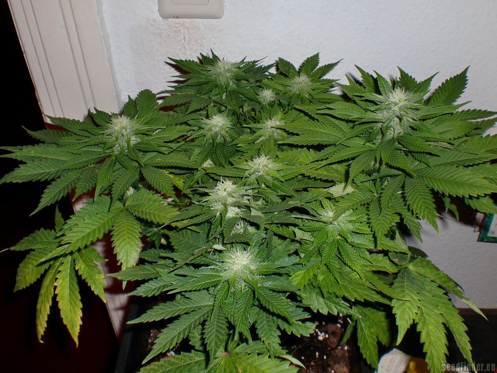 Afgan Kush x Skunk