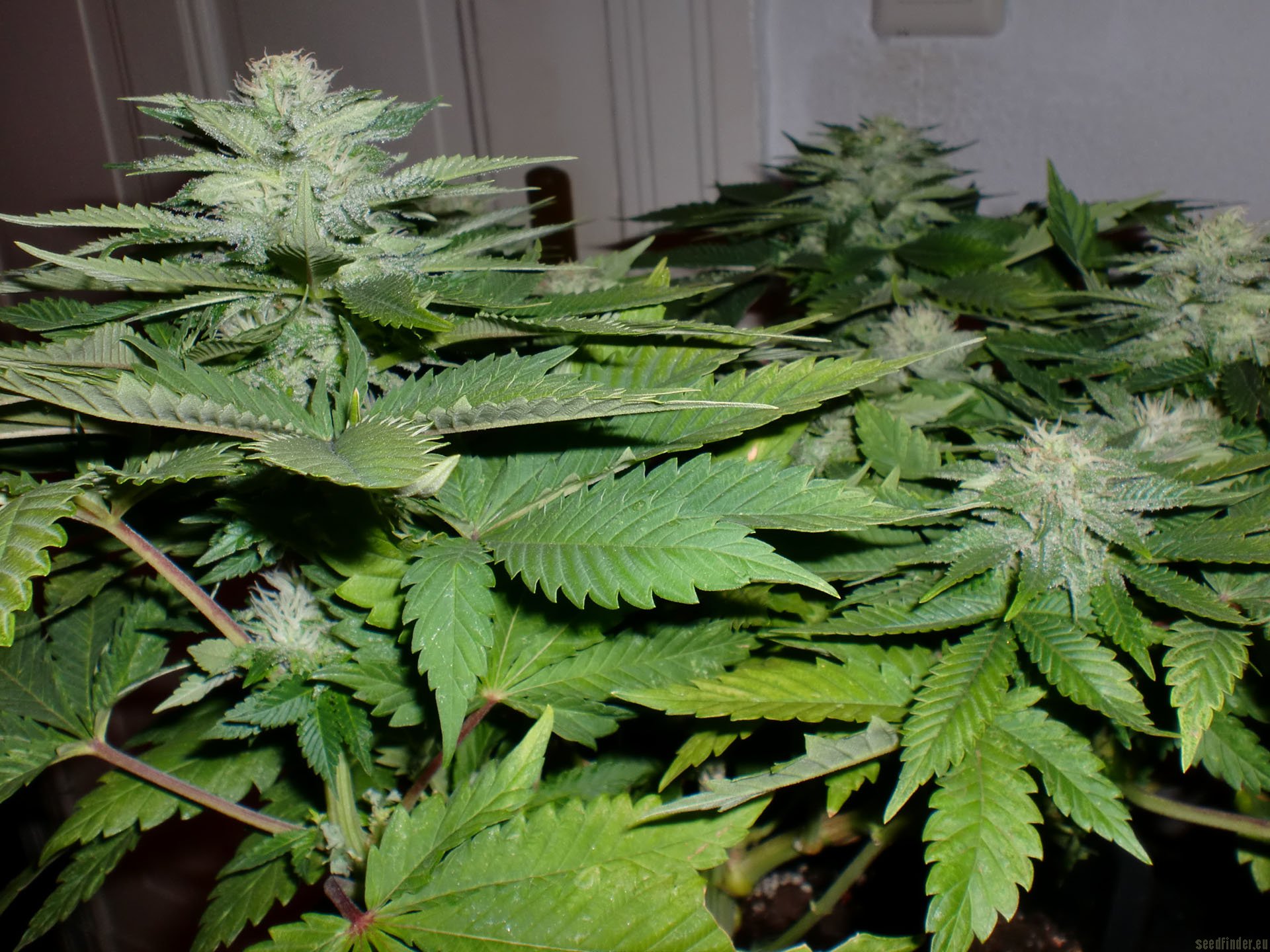 Afgan Kush x Skunk
