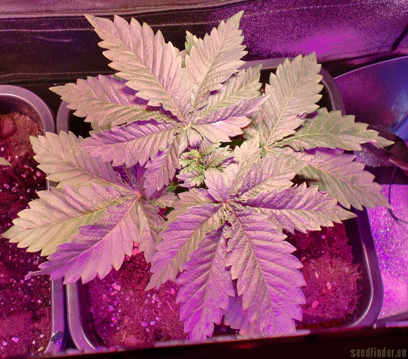 Afgan Kush x Skunk