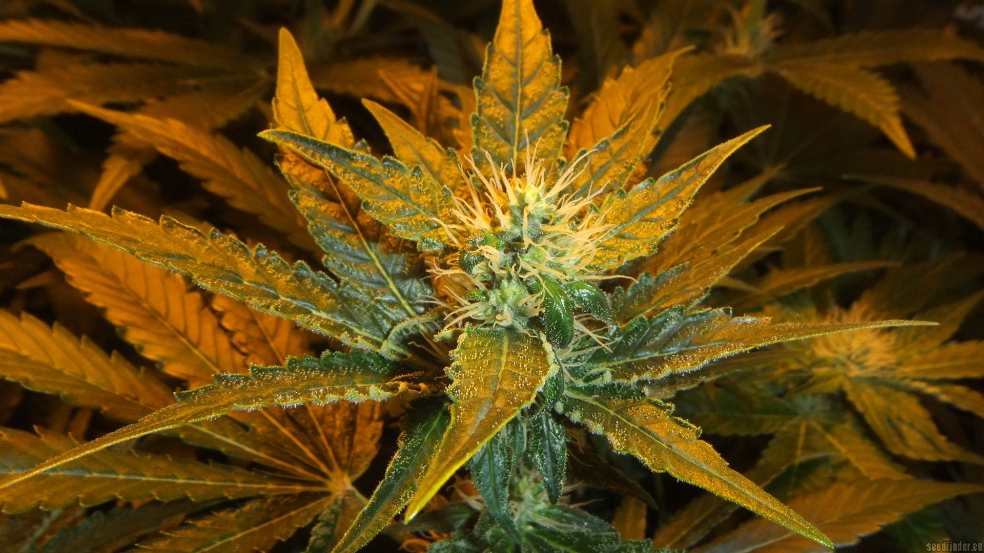 Afgan Kush x White Widow