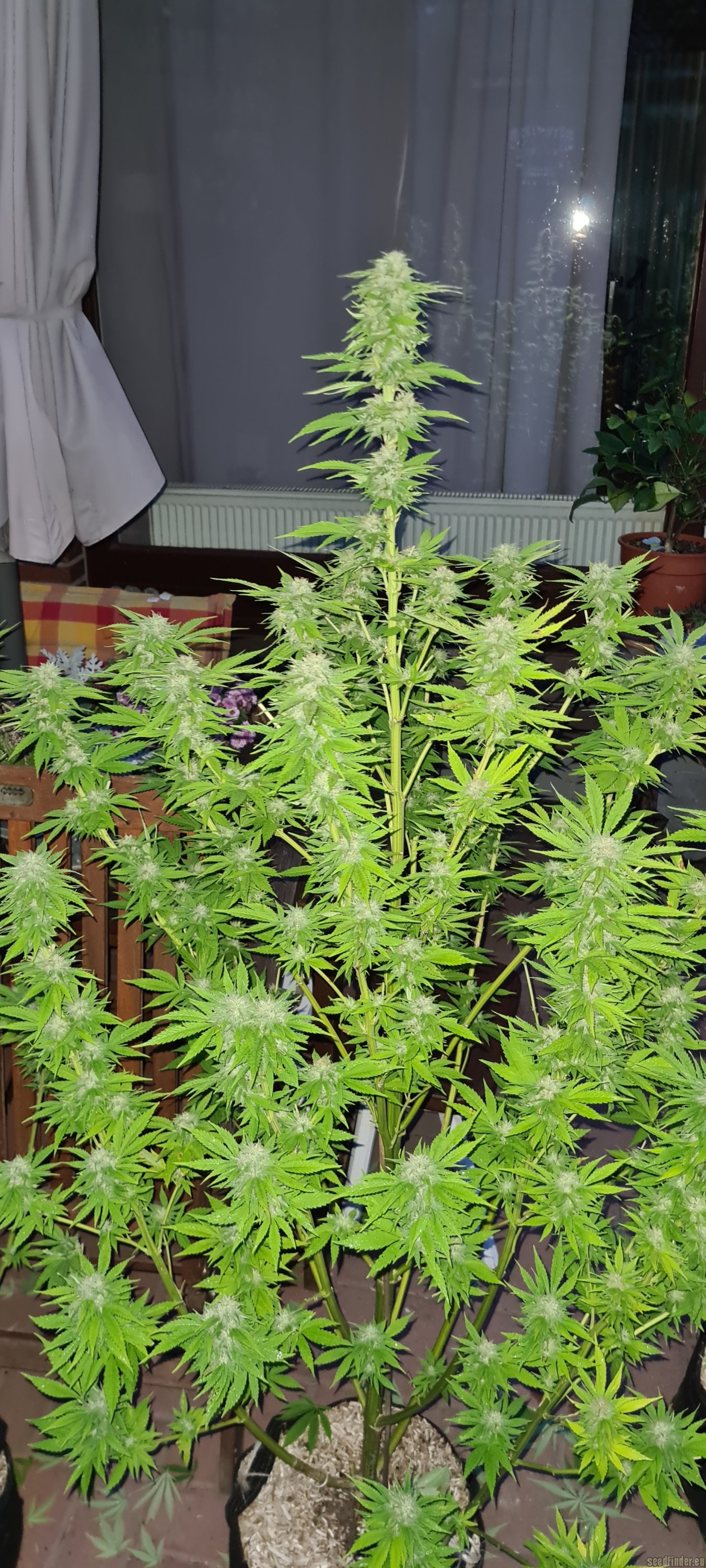 Afghan Kush Early Harvest