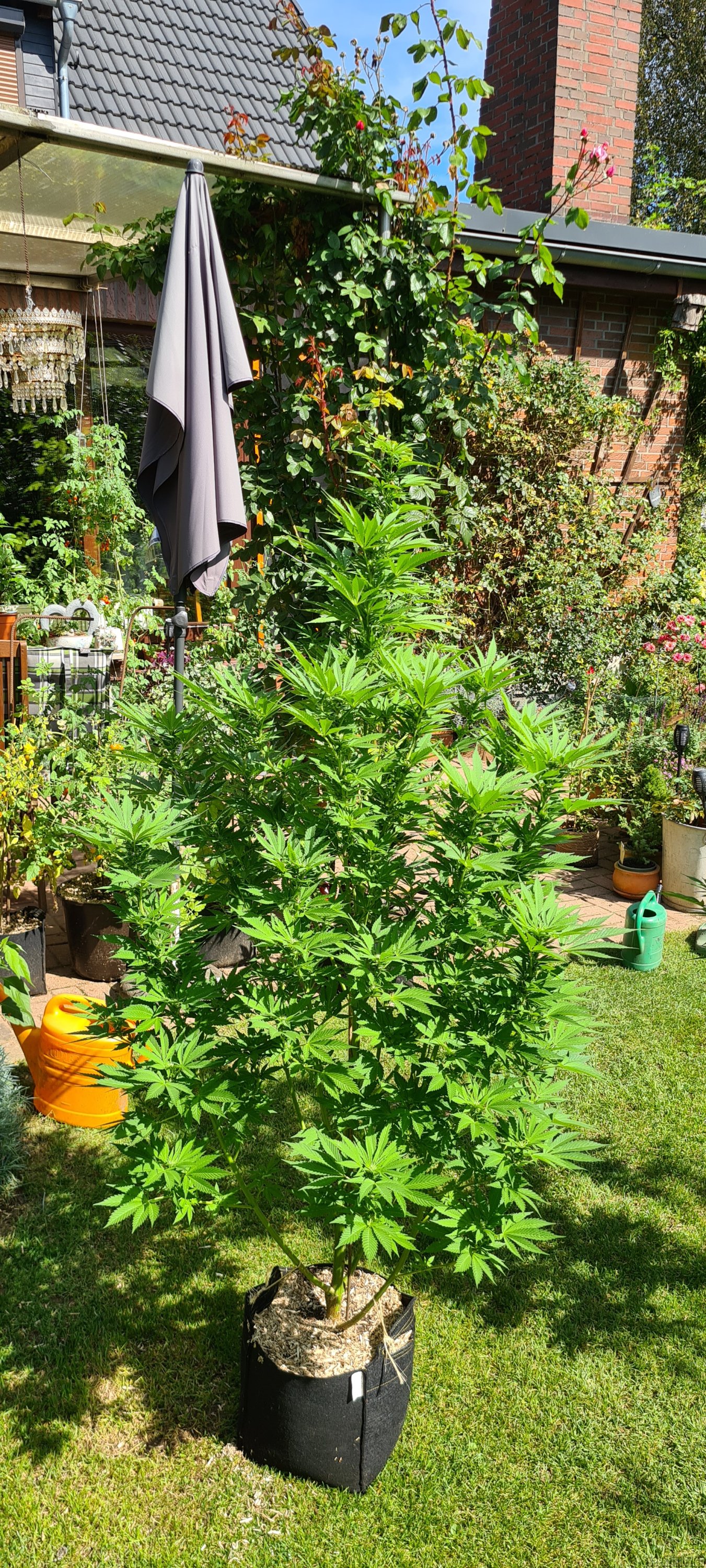 Afghan Kush Early Harvest