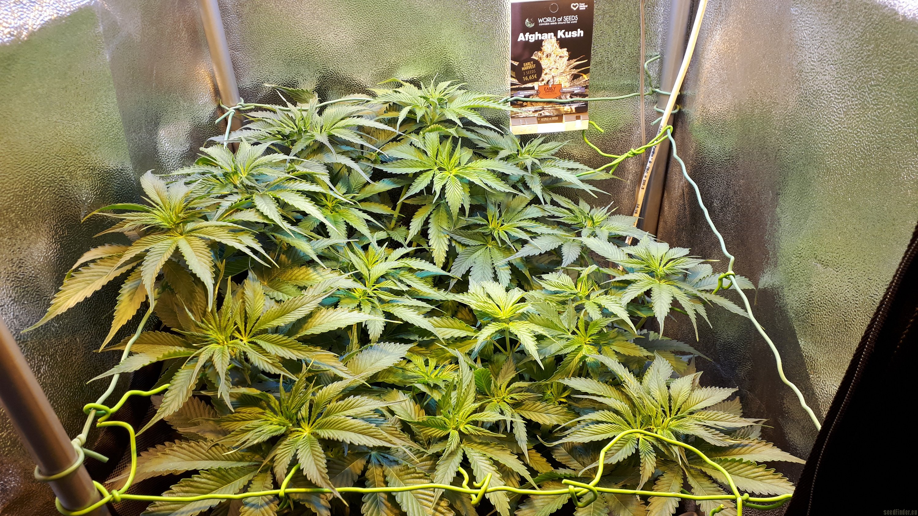 Afghan Kush Early Harvest