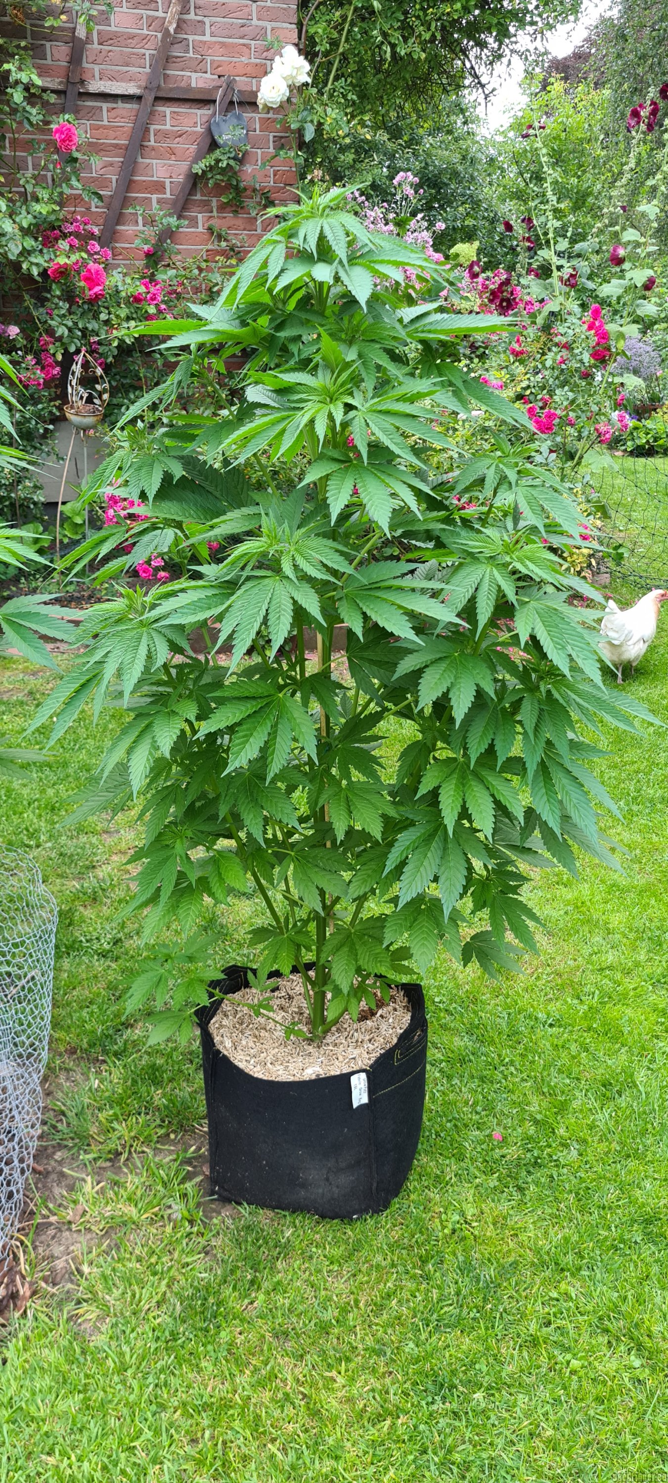 Afghan Kush Early Harvest