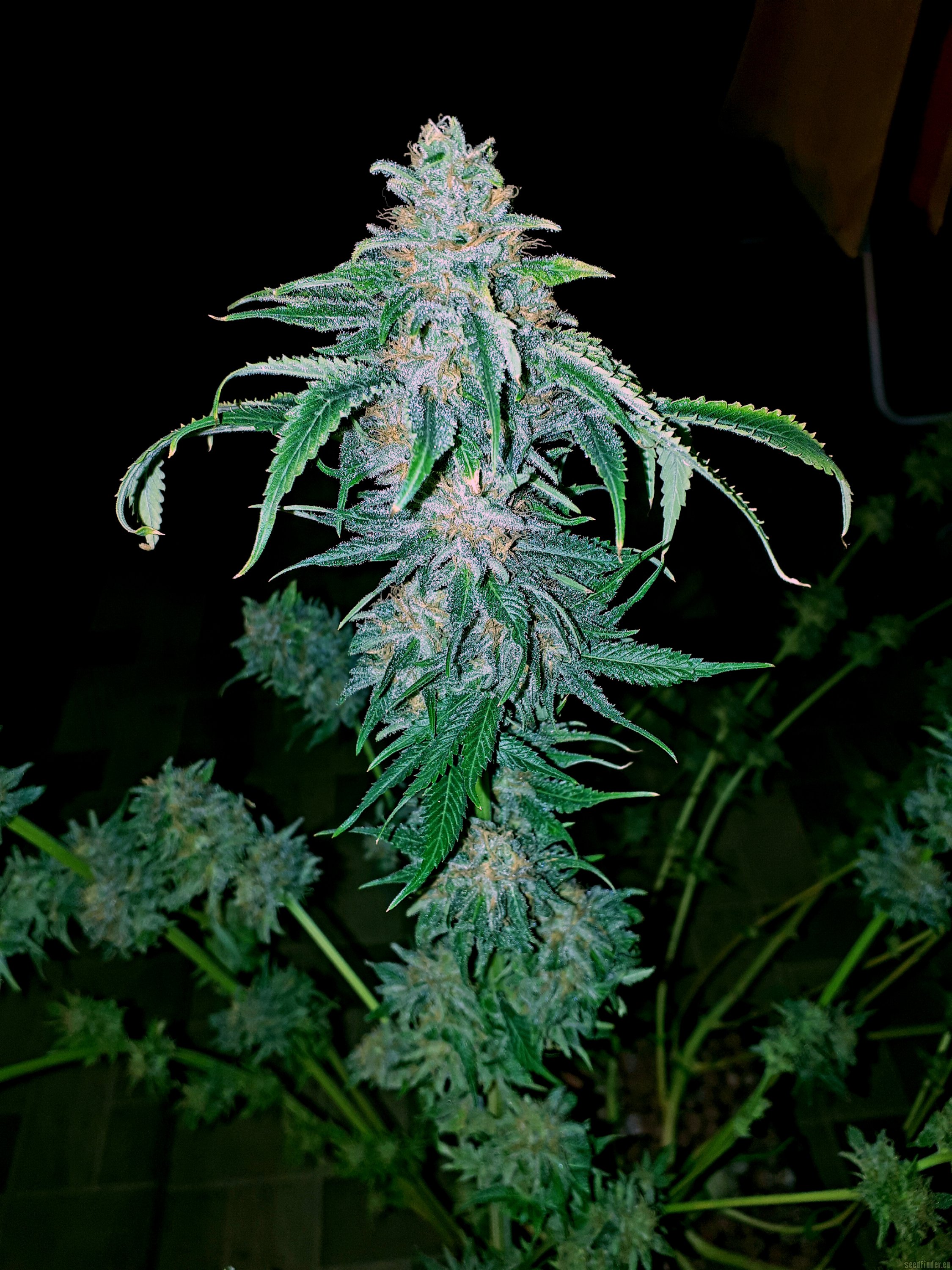Afghan Kush Early Harvest