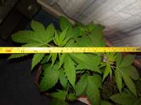 An image of Bubba Haze