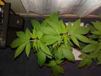 An image of Bubba Haze