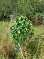 An image of Bubba Haze